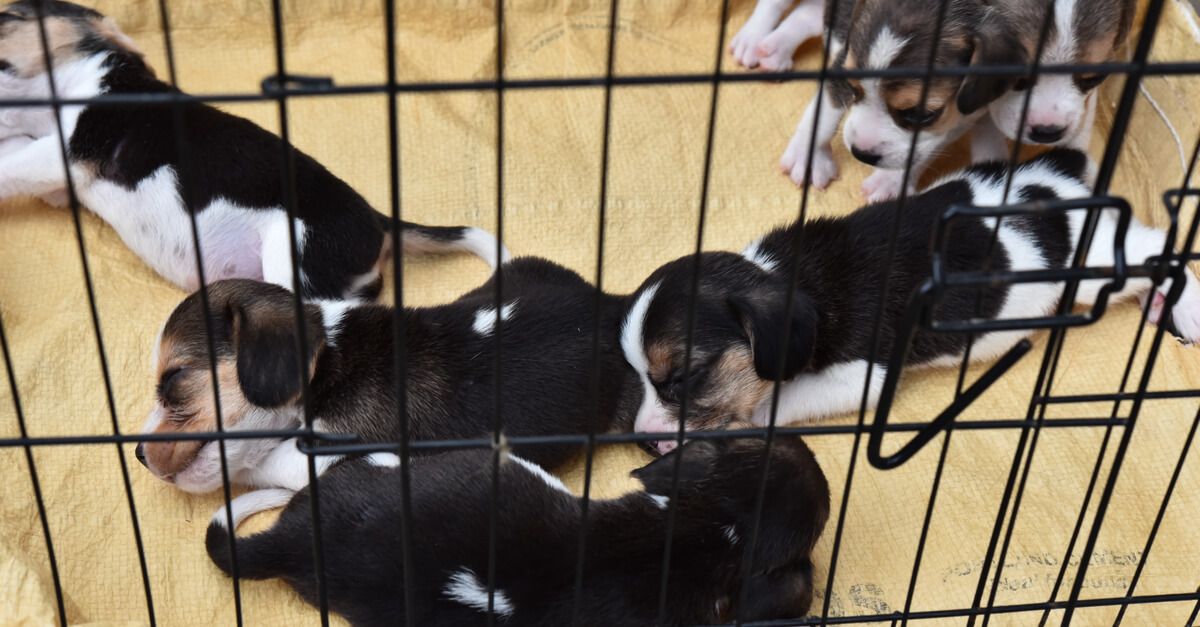 Sanctions financières pour les animaleries ne respectant pas l’interdiction de vente de chiens et de chats